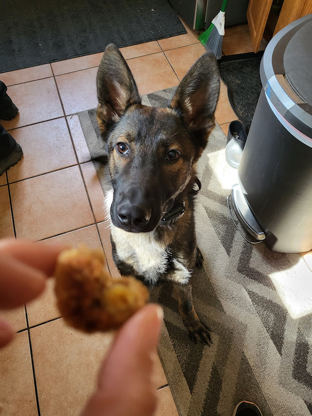dog-food-2